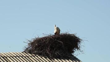 A nest of storks with birds in it against the background of a blue summer sky. video