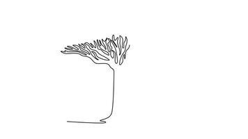 Animated self drawing of continuous line draw beauty and exotic socotra dragon tree. Decorative umbrella shape tree for greeting post card. Tourism and travel logo. Full length single line animation video