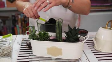 Professional florist carefully selecting and arranging small green succulent plants in pristine white matal pot, gently adding potting soil using metal shovel video