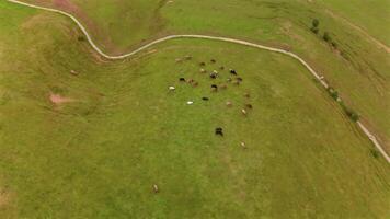 Aerial view of a hillside in Bavaria, Germany, with a herd of cows grazing in a mountainous alpine setting. A small dairy farm nestled in the Bavarian Alps showcases summer farming and livestock. video