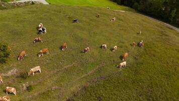 Drone view of herd of cows grazing on green free-range hill in Bavarian Alps in Germany. Aerial view of domestic cattle herd grazing in September on hillside in mountains of Bavaria, Germany. video