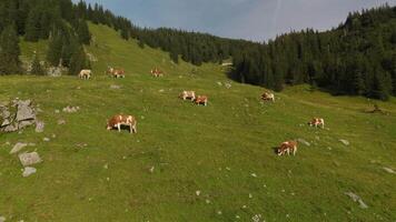 Herd of brown and white cows graze on mountain in Alps. Cattle grazing on top of mountainside in European Alps summer. Aerial view of cows grazing in mountains. Drone view of livestock herding on hill. video