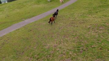 Herd of wild beautiful horses grazing on a mountain near bike path in overcast summer weather in Germany. Herd of colorful thoroughbred horses graze on top of mountain in Alps. Horses in wild. video