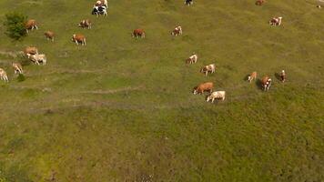 Drone view of herd of cows grazing on green free-range hill in Bavarian Alps in Germany. Aerial view of domestic cattle herd grazing in September on hillside in mountains of Bavaria, Germany. video