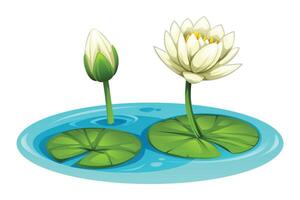 White water lilies with lily pads in a pond, one in full bloom and one budding. Cartoon illustration vector