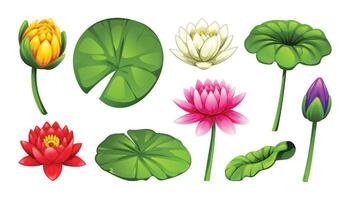 Set of various colored water lilies in different blooming stages, with leaves. Cartoon illustration vector