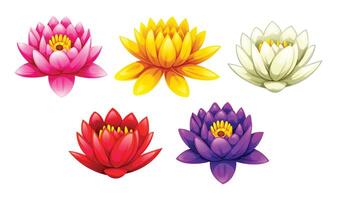 Beautiful set of colorful water lilies, showing stages from bud to bloom with leaves. Cartoon illustration vector