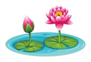 Two pink water lilies in bloom on a pond, one open and one budding, with lily pads. Cartoon illustration vector