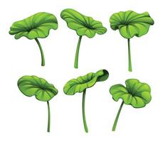 Collection of lotus leaves with varying shapes and sizes. Cartoon illustration vector