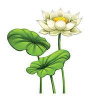 Blooming white lotus flower with lotus pads. Cartoon illustration vector