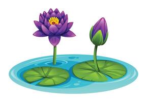 Purple water lilies with lily pads in a pond, one in full bloom and one budding. Cartoon illustration vector