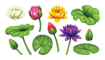 Diverse collection of water lilies in different colors and stages of bloom, along with leaves. Cartoon illustration vector