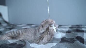 Small funny kitten of Scottish Straight breed has fun playing with toy on string on bed at home. Young gray straight-eared British cat hunts for toy on checkered bed. Kitten playing with feather toy. video