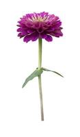 Isolated pink zinnia flower with stem cut out on white background for summer season and graphic design usage photo