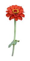 Isolated orange red zinnia flower with stem cut out on white background for summer season and graphic design usage photo