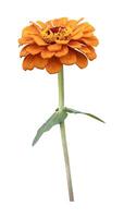 Isolated orange zinnia flower with stem cut out on white background for summer season and graphic design concept photo