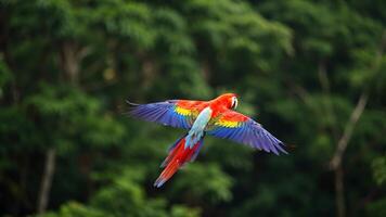 Exotic Macaw in Flight, A Captivating Slow Dolly Shot of Colorful Plumage video