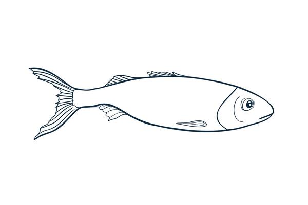 Sardine monochrome illustration hand drawn. Herring black white drawing for seafood logos, packaging. Minimalist fish silhouette line art. Simple anchovy contour linear style for prints.