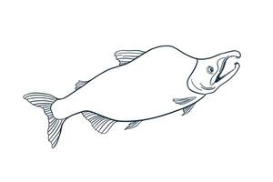 Sockeye Salmon black white illustration. Sea fish sketch hand drawn. Nerka red fish painted ink linear art. Trout drawing in graphic outline. Design element for package, label, sign board. vector