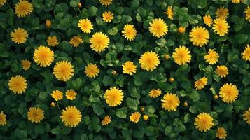 Yellow flowers meadow spring background texture photo
