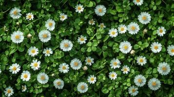 Daisies blooming in green clover field, overhead view, nature background, spring texture photo