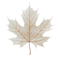 Detailed close up of a dry maple leaf showcasing intricate vein patterns and delicate texture on a white background png