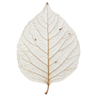 Detailed structure of a dried leaf showcasing intricate vein patterns and delicate textures on a transparent background png