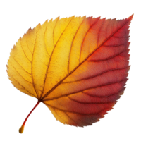 Close up View of Autumn Leaf with Vibrant Yellow and Red Colors Showcasing Natural Texture and Intricate Veins png