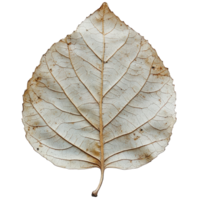 Dry and Fragile Leaf on Transparent Background, Showing Intricate Veins and Unique Texture for Nature Photography png