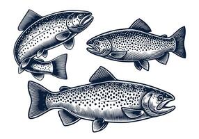 Trout Fish Design Set vector