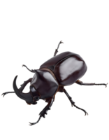 realistic rhinoceros beetle insect, detailed horned beetle close-up, strong exoskeleton bug, macro view, isolated background png