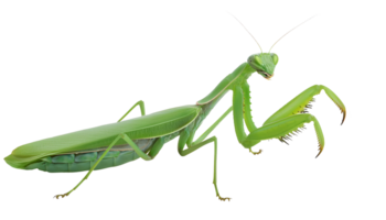 realistic praying mantis insect, detailed green mantis close-up, predatory bug with sharp forelegs, macro view, isolated background png