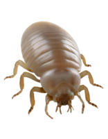 realistic flea insect close-up, detailed parasitic bug, tiny bloodsucking pest, macro view, isolated background png