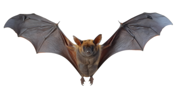 realistic flying bat with outstretched wings, detailed nocturnal mammal, isolated background png