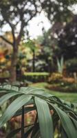 A green palm leaf in a garden photo