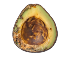 rotting avocado half with brown mushy interior and visible mold, spoiled fruit with fungal growth and decayed seed, decomposing produce with shriveled texture, on isolated background png