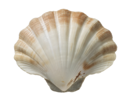 isometric 3d realistic seashell with natural texture and brown gradient pattern, marine ocean shell for coastal decor, beach elements, and underwater themes, on isolated background png