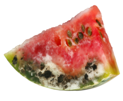 decayed watermelon wedge with soft watery texture and mold growth, spoiled fruit slice with fungal contamination and discoloration, on isolated background png
