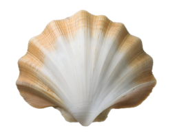 isometric 3d realistic seashell with delicate ridges and natural beige gradient, ocean marine shell for beach decor, coastal elements, and underwater themes, on isolated background png