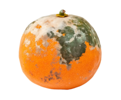 moldy orange with patches of green and white mold, spoiled citrus fruit with decayed texture and fungal growth, decomposing produce with visible deterioration, on isolated background png