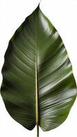 Green bamboo leaf isolated on white background photo