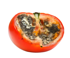 rotting tomato half with mushy watery interior and visible mold, spoiled fruit with fungal growth and blackened decay, decomposing produce with shriveled texture, on isolated background png