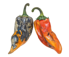 rotting chili peppers with wrinkled skin and mold, spoiled and discolored peppers with fungal growth and decay, aged produce with signs of decomposition, on isolated background png