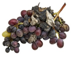 rotting grapes with dried and moldy fruits, spoiled grape cluster with shriveled skin and fungal decay, expired fruit with signs of decomposition, on isolated background png