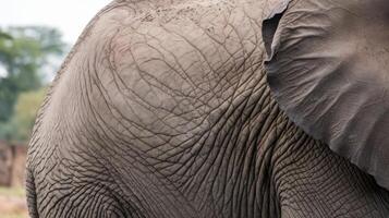 A close up of an elephant's trunk photo