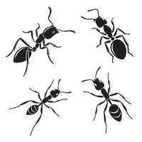 Illustration of Different Ant art vector
