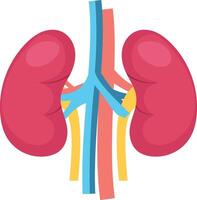 Kidney illustration with isolated background vector