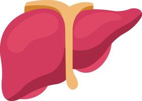 Liver illustration with isolated background vector