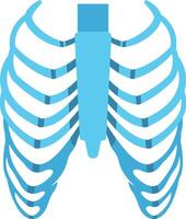 Human Ribs illustration with isolated background vector