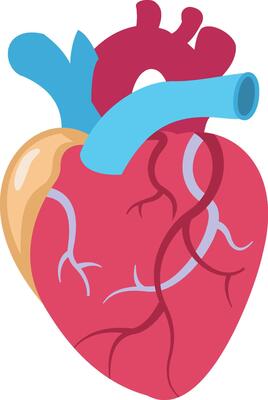 Cardiology illustration with isolated background